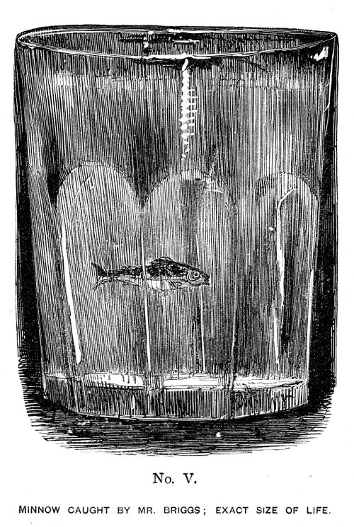 Mr Briggs's Pleasures of Fishing - No. V