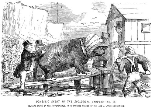 Domestic event in the Zoological Gardens No. II. - Delicate state of the hippopotamus