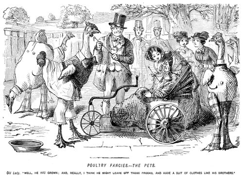 Old lady in wheelchair commenting on pet cochin fowl dressed in human clothes
