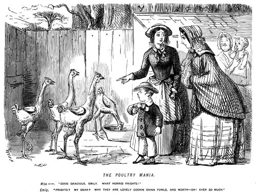 The poultry mania - Cochin China Fowls