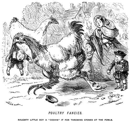 Naughty little boy a 'cochin' it for throwing stones at the fowls.