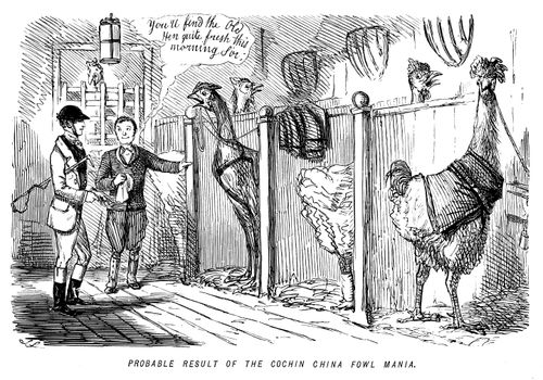 Probable result of the Cochin China Fowl mania.