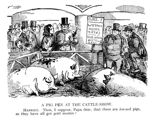 A Pig Pen At The Cattle Show