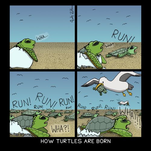 How Turtles Are Born