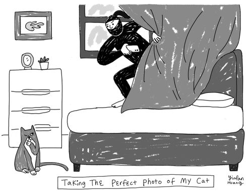 Taking the perfect photo of my cat.