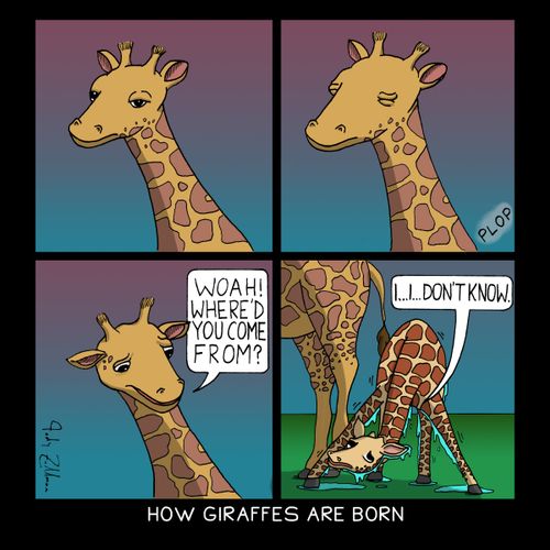 How Giraffes Are Born.
