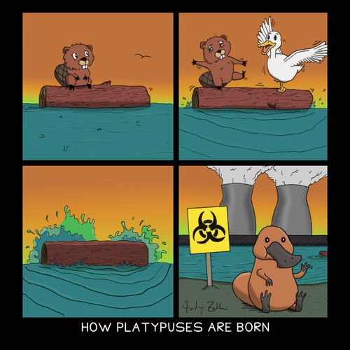 How Platypuses Are Born