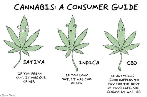 Cannabis: A consumer guide