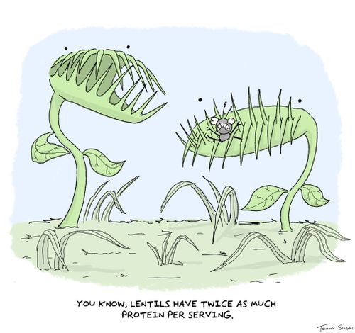 "You know, lentils have twice as much protein per serving."