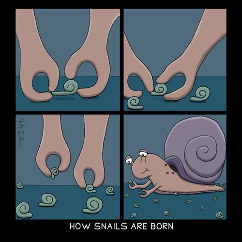 How Snails Are Born