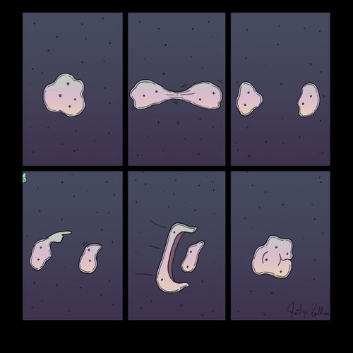 Amoeba Meal