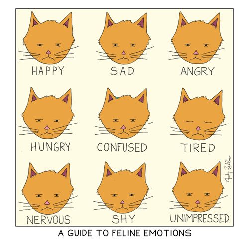 A Guide To Feline Emotions