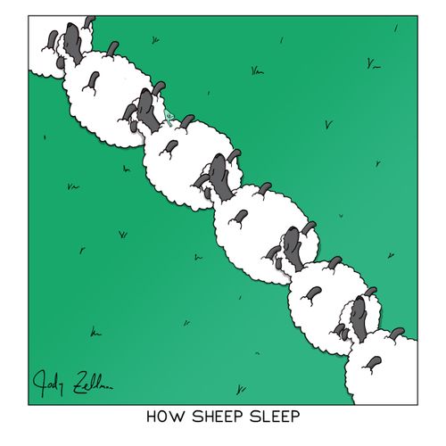 How Sheep Sleep