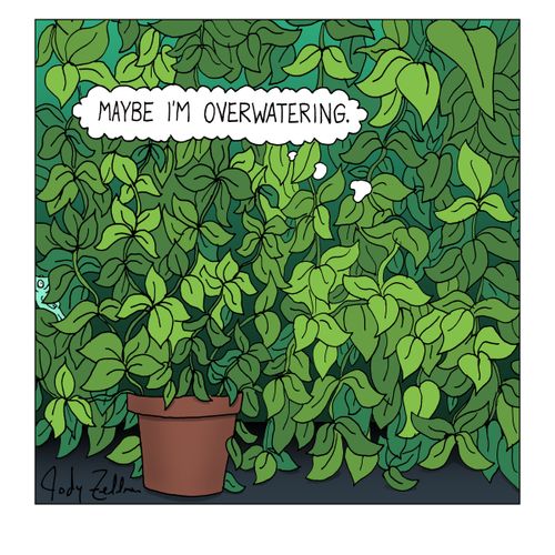 "Maybe I'm overwatering."