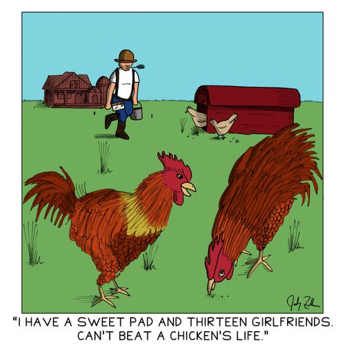 "I have a sweet pad and thirteen girlfriends. Can't beat a chicken's life."