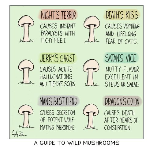 A Guide to Wild Mushrooms