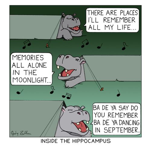 Inside the hippocampus.