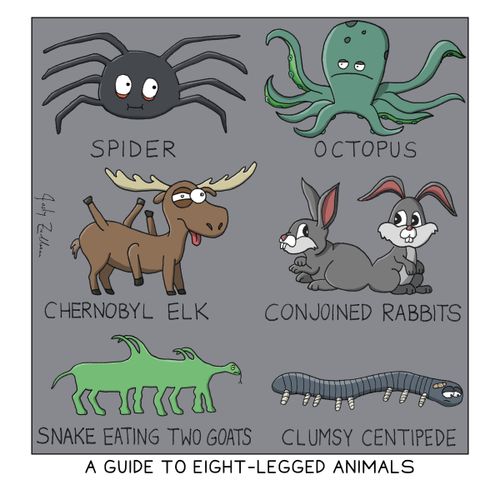 A guide to eight-legged animals.