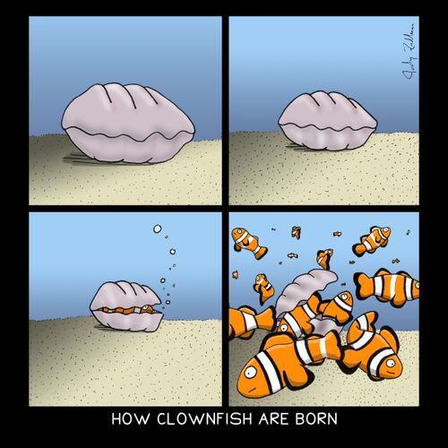 How clownfish are born.