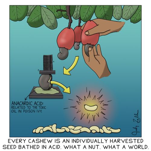 Every cashew is an individually harvested seed bathed in acid. What a nut. What a world.