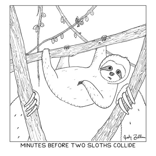 Minutes before two sloths collide