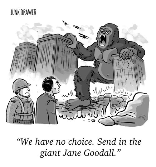 "We have no choice. Send in the giant Jane Goodall."