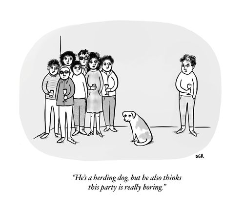 "He's a herding dog, but he also things this party is really boring."