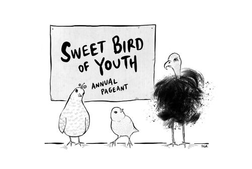 Sweet bird of youth annual pageant 