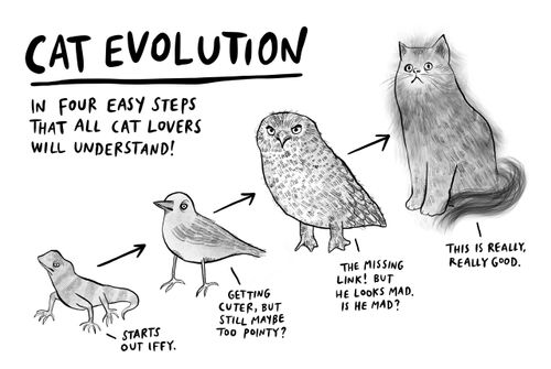 Cat evolution