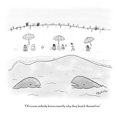 "Of course nobody knows exactly why they beach themselves."