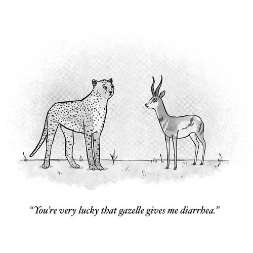 "You're very lucky that gazelle gives me diarrhea."