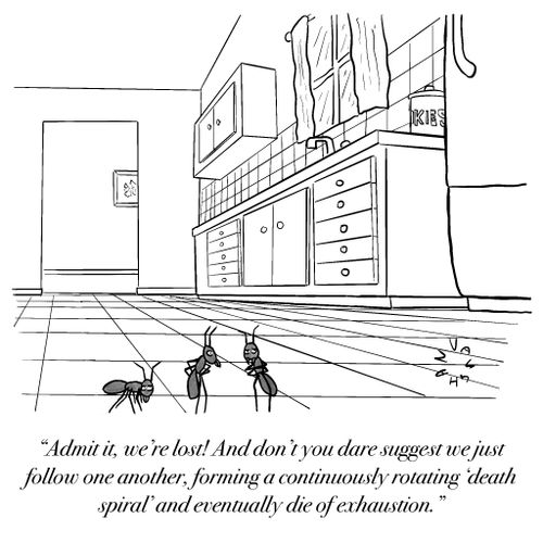 "Admit it, we’re lost! And don’t you dare suggest we just follow one another, forming a continuously rotating ‘death spiral’ and eventually die of exhaustion."