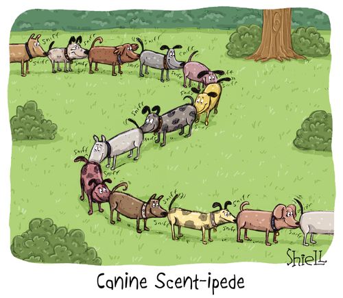 Canine Scentipede