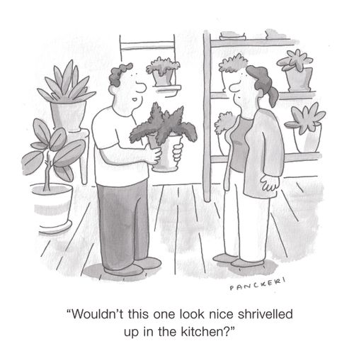 "Wouldn't this one look nice shrivelled up in the kitchen?"