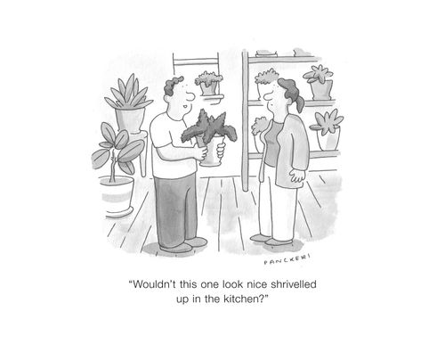 "Wouldn't this one look nice shrivelled up in the kitchen?"