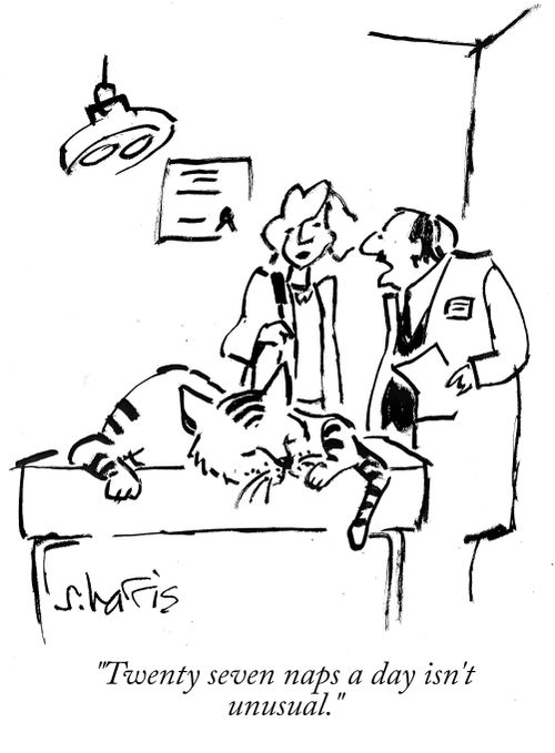 "Twenty seven naps a day isn't unusual."