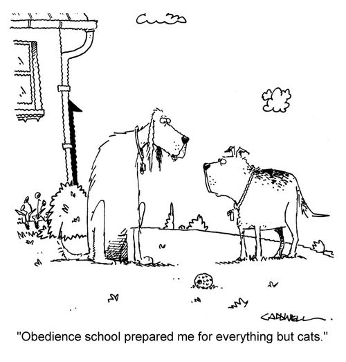 "Obedience school prepared me for everything but cats."