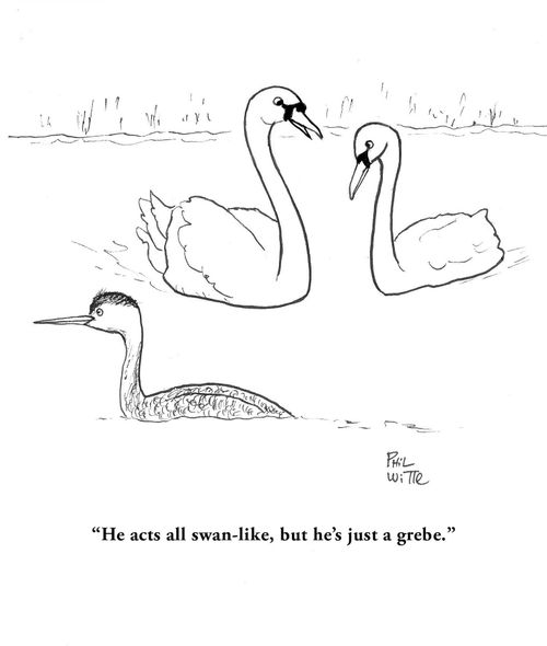 "He acts all swan-like, but he's just a grebe."