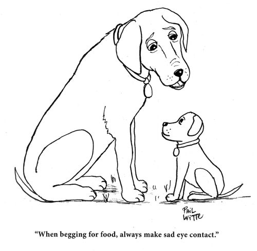 "When begging for food, always make sad eye contact."