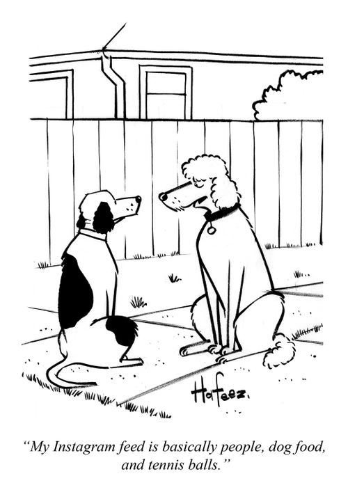 "My instagram feed is basically people, dog food, and tennis balls."