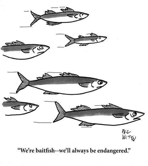 "We're baitfish - we'll always be endangered."