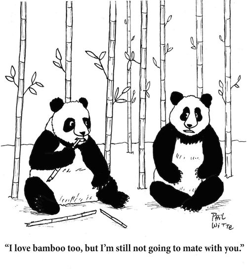 "I love bamboo too, but I'm still not going to mate with you."
