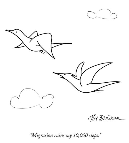 "Migration ruins my 10,000 steps."