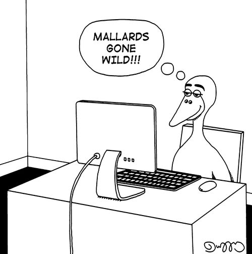 Mallards gone wild!